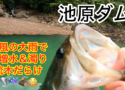 葛の葉店スタッフ　池原ダム釣果情報　【２０２６年６月４日】サムネイル