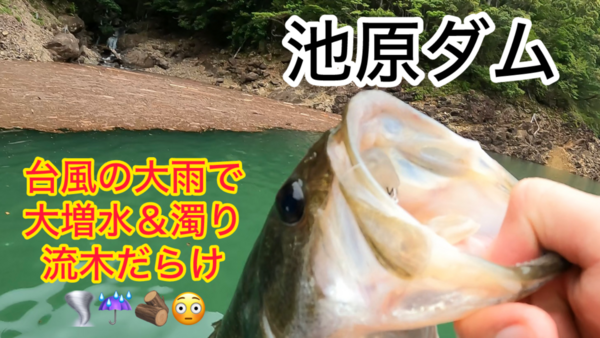 葛の葉店スタッフ　池原ダム釣果情報　【２０２６年６月４日】サムネイル